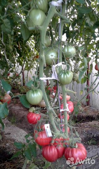 Семена коллекционных сортов томатов и перцев