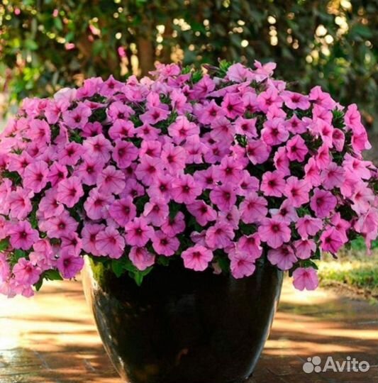 Петуния ампельная изи вейв