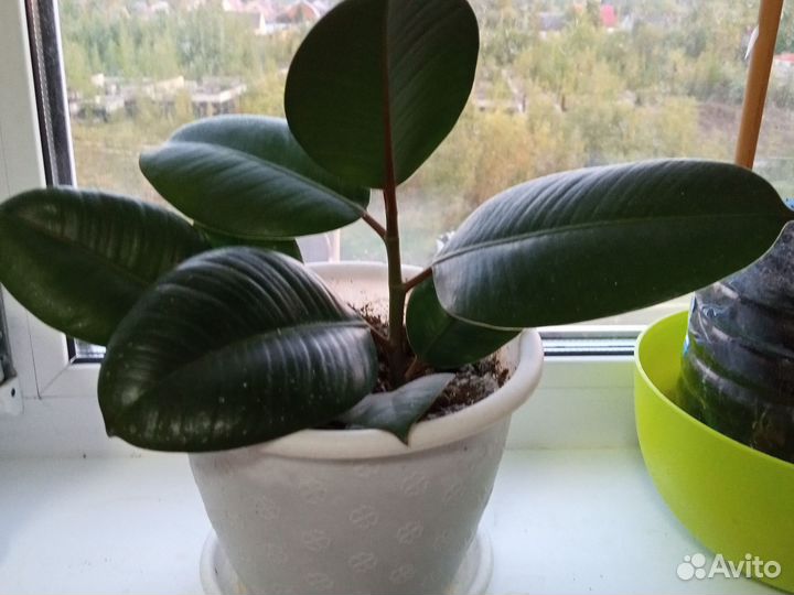 Фикус каучуконосный