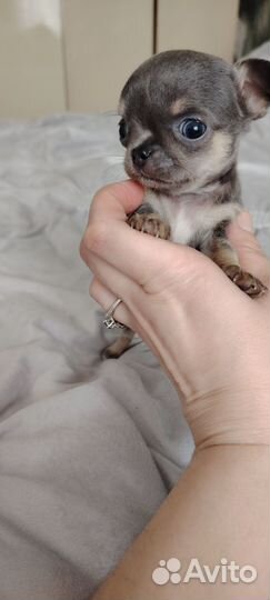 Щенок чихуахуа мини девочка