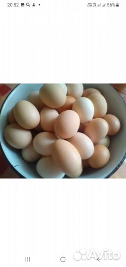 Куры молодки несушки