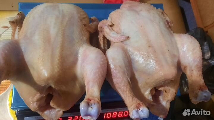 Куры бройлеры тушки мясо