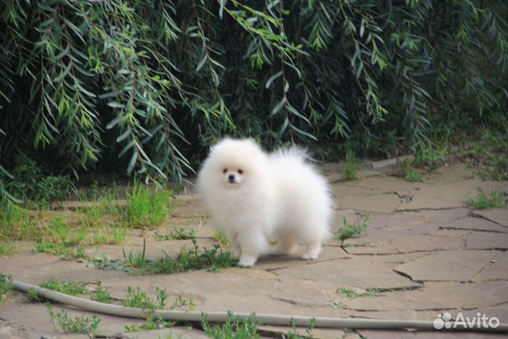 Белый мишка померанского шпица мальчик