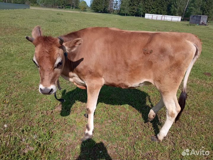 Нетель джерси