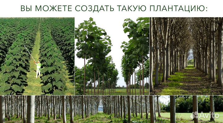 Ищем инвестора