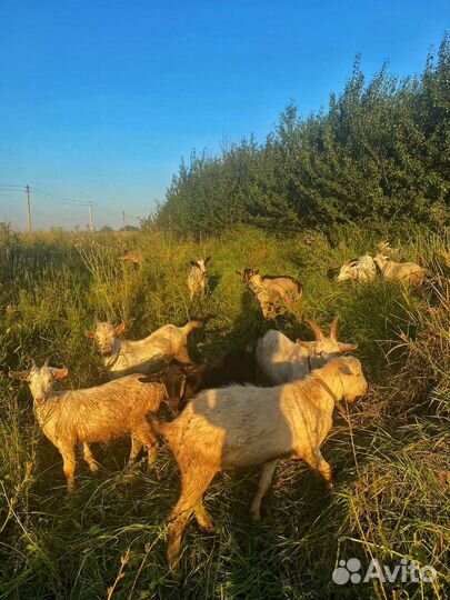Козы и козлята