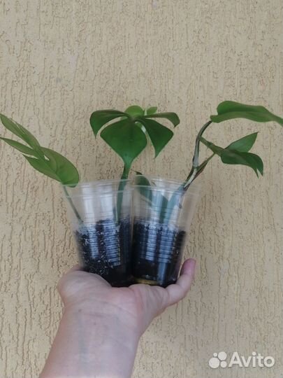 Рафидофора тетрасперма