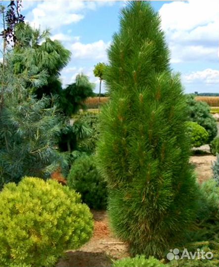 Сосна Грин тауэр