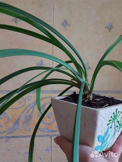 Хлорофитум