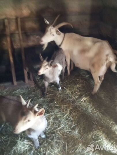 Продам козу с козлятами