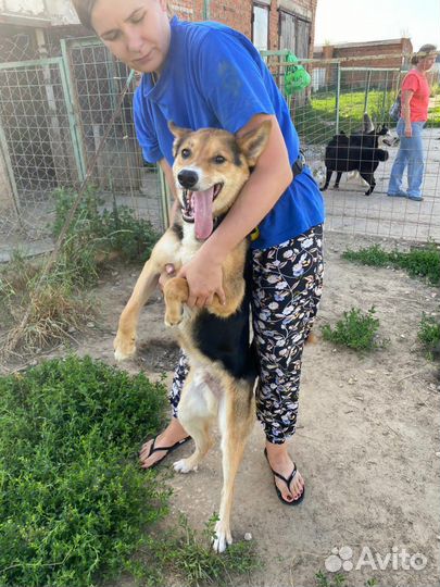 Собака в добрые руки