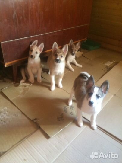 Щенки метисы