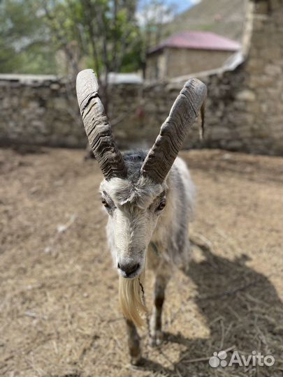 Тур козлатур