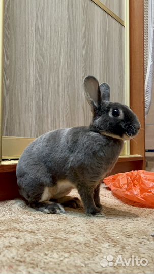 Вязка кроликов