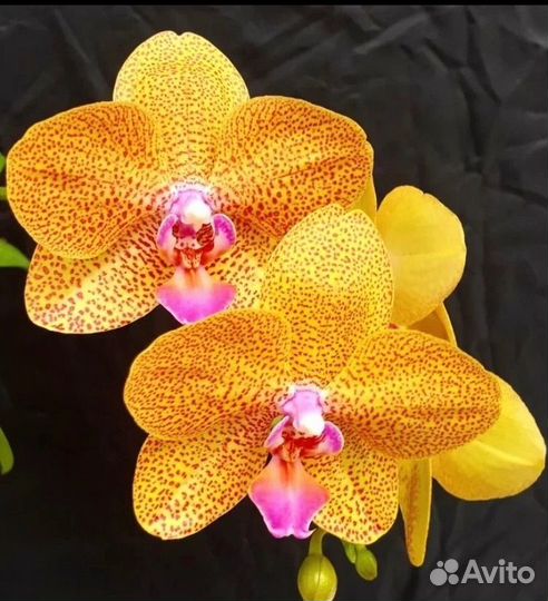 Орхидея Бао Леопард 9.0