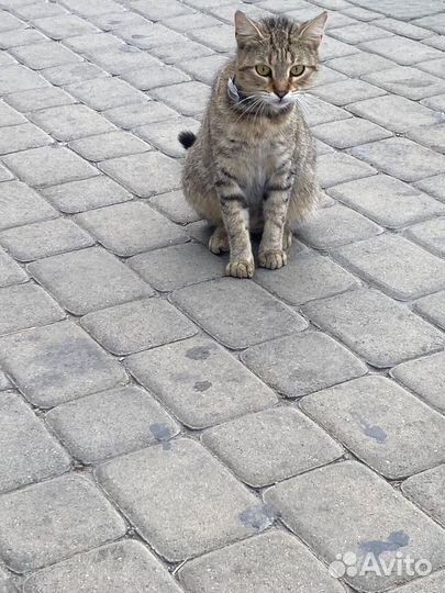 Кошка в дар