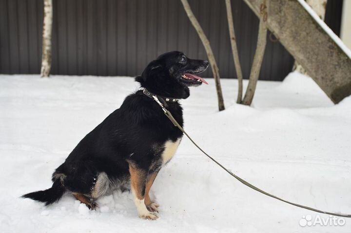 В добрые руки миниатюрная собака Рада