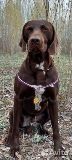 Щенки курцхаара