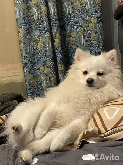 Шпиц для вязки мальчик