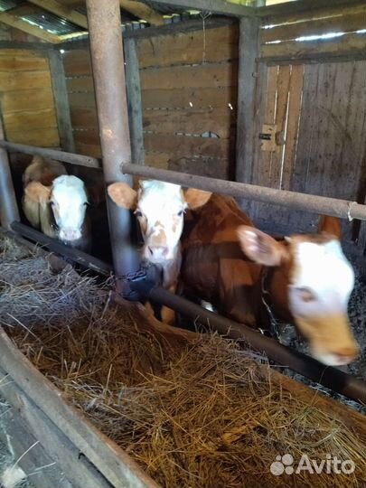 Бычок и 2 телки (6мес)