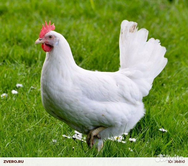 Куры несушки