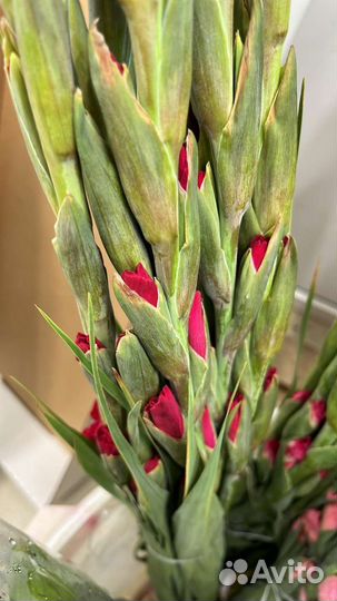 Гладиолусы