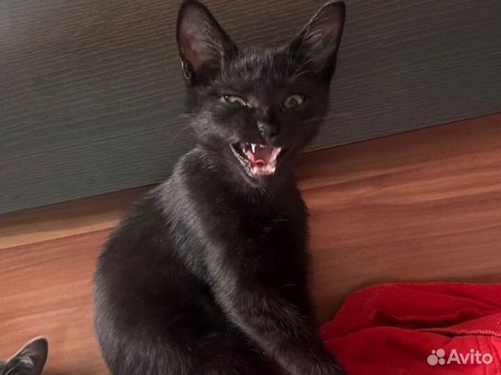 Котята в добрые руки даром