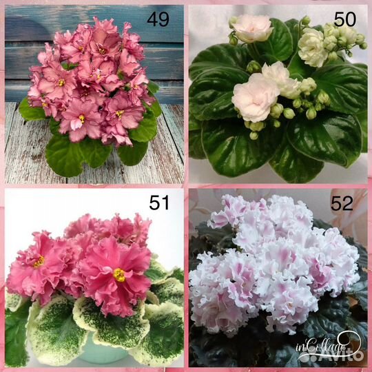 Детки сортовых фиалок