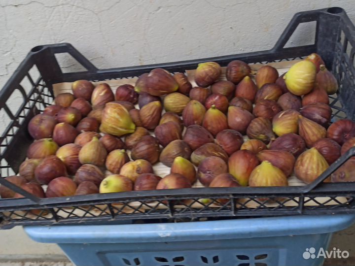 Инжир плоды