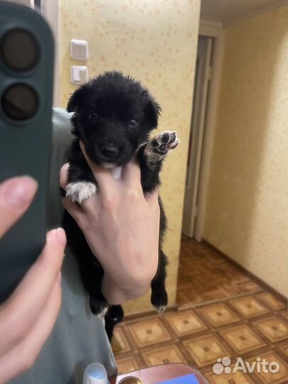 Отдам бесплатно щенков