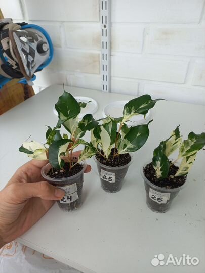 Фикус Керли, Регидан