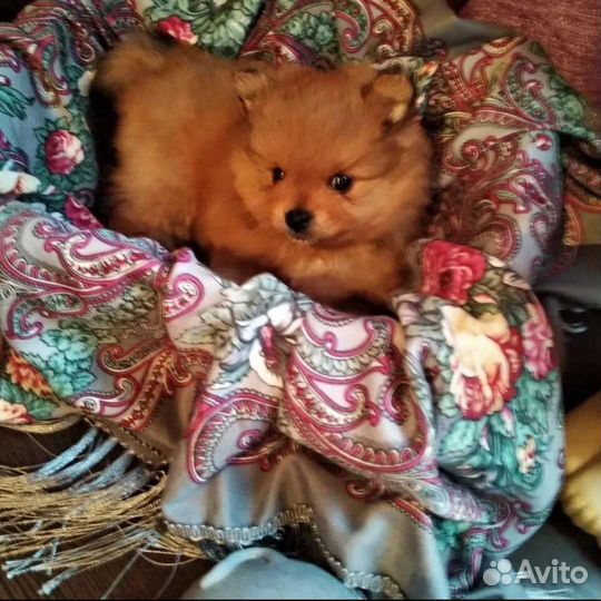 Щенки немецкого шпица