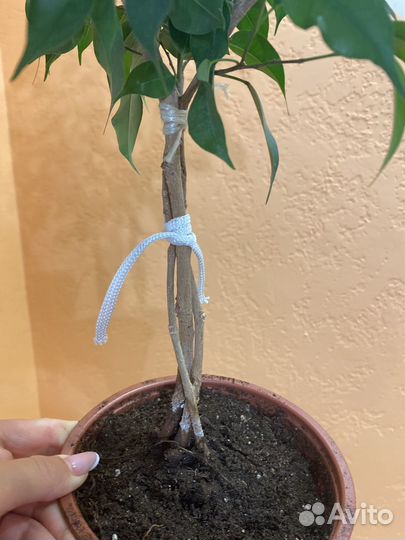 Фикус бенджамина