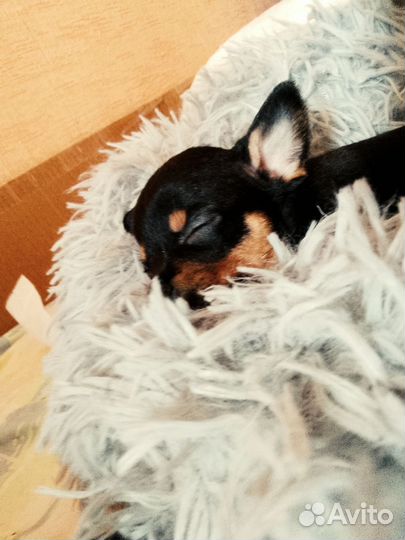 Той-терьер щенки