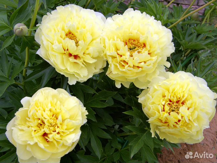 Ито пионы саженцы