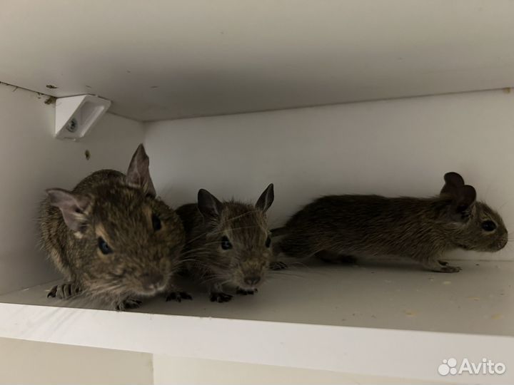 Челийская белка дегу