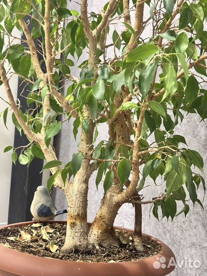 Фикус Бенджамина