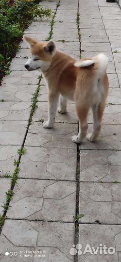 Щенки Акита ину