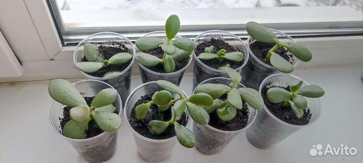 Толстянка. Денежное дерево