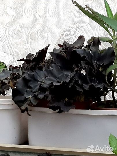 Бегония черная мамба, тигровая и другие комнатные
