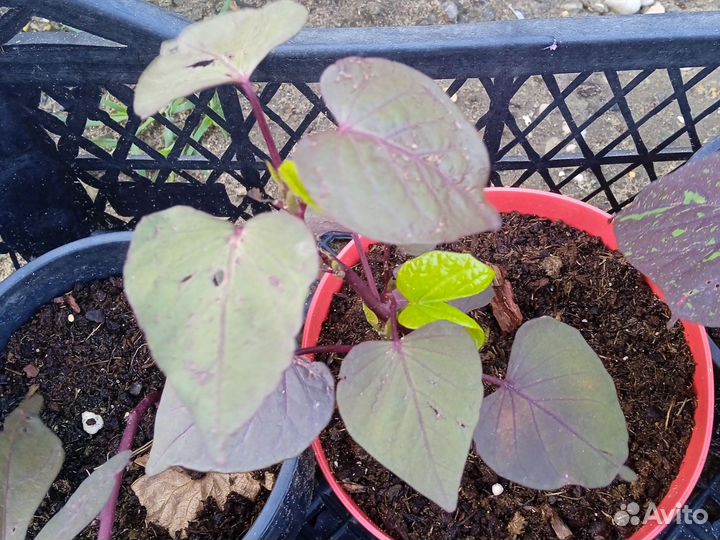 Ипомея батат