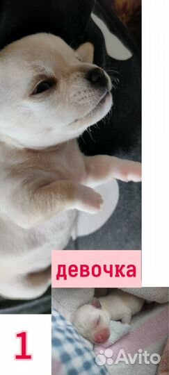 Щенки чихуахуа