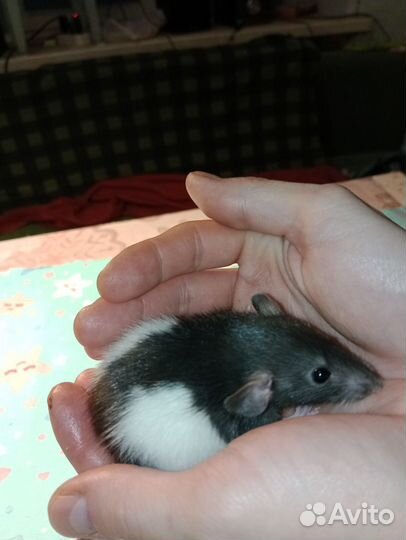 Крысята от заводчика, сатиновые, дамбо