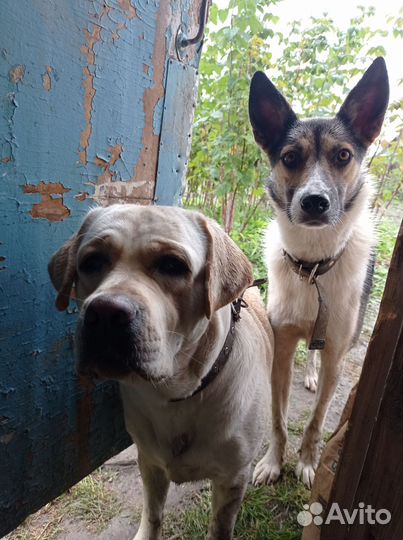 Случка собак