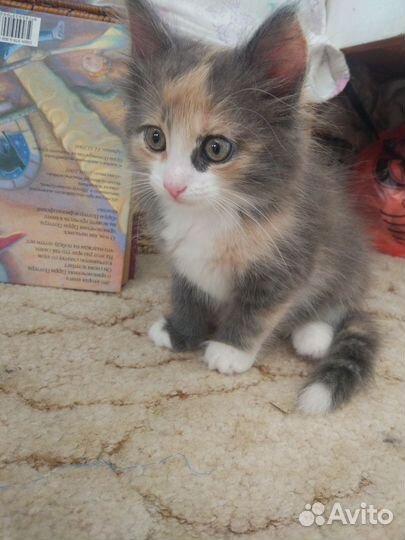 Кошка 2мес