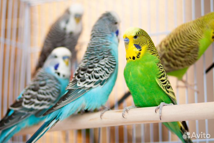 Выставочный попугай Чех ввп