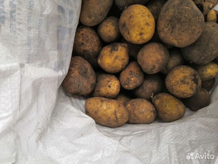 Картофель на еду