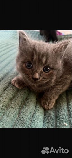 Милый серый котенок