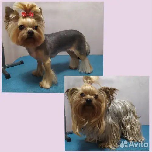 Стрижка собак и кошек груминг