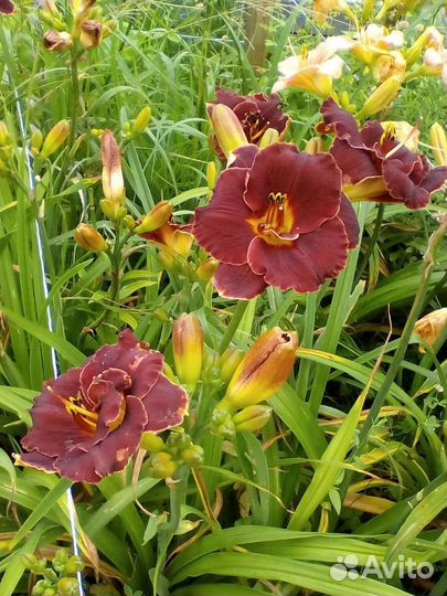 Лилейники сортовые